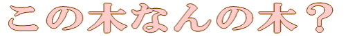 ̖؂Ȃ̖؁H